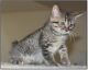 Highland Lynx Cats for sale in Hobart, WA, USA. price: NA