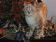 Highland Lynx Cats for sale in Apalachin, NY 13732, USA. price: $200