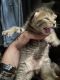 Highland Lynx Cats for sale in Concord, NC, USA. price: $600