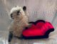 Himalayan Cats for sale in New York, NY, USA. price: NA