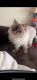 Himalayan Cats for sale in Ann Arbor, MI, USA. price: $1,800