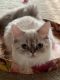 Himalayan Cats for sale in Wheeling, IL, USA. price: $800