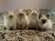 Himalayan Cats for sale in Burton, OH 44021, USA. price: $650