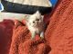 Himalayan Cats for sale in Johnston City, IL 62951, USA. price: NA