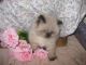 Himalayan Cats for sale in Chicago, IL 60614, USA. price: $699