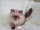 Himalayan Cats for sale in Portland, OR 97229, USA. price: $690