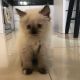 Himalayan Cats for sale in Los Angeles, CA, USA. price: NA
