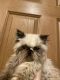 Himalayan Cats for sale in Finlayson, MN 55735, USA. price: NA