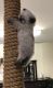 Himalayan Cats for sale in Naperville, IL, USA. price: $600