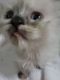 Himalayan Cats for sale in Mandeville, LA, USA. price: NA