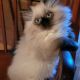 Himalayan Cats for sale in Bossier City, LA, USA. price: NA