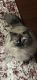 Himalayan Cats for sale in St. Petersburg, FL, USA. price: $100