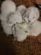 Himalayan Cats for sale in Seaford, NY, USA. price: $1,500
