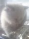 Himalayan Cats for sale in Clinton Twp, MI, USA. price: $400