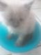 Himalayan Cats for sale in Clinton Twp, MI, USA. price: $400