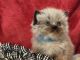 Himalayan Cats for sale in Wytheville, VA 24382, USA. price: NA