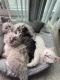 Himalayan Cats for sale in Sacramento, CA, USA. price: $500