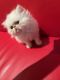 Himalayan Cats for sale in Germantown, MD, USA. price: $1,500