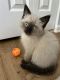 Himalayan Cats for sale in Gurnee, IL, USA. price: $700
