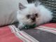 Himalayan Cats for sale in Mt Prospect, IL 60056, USA. price: $850