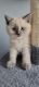 Himalayan Cats for sale in Pitman, NJ 08071, USA. price: $1,800