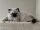 Himalayan Cats for sale in Moncks Corner, SC 29461, USA. price: $700
