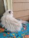Himalayan Cats for sale in Council Bluffs, IA, USA. price: $200