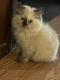 Himalayan Cats for sale in Akron, OH 44306, USA. price: $500