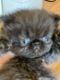 Himalayan Cats for sale in Germantown, MD, USA. price: $1,000