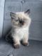 Himalayan Cats for sale in Indianapolis, IN, USA. price: $700