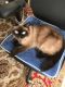 Himalayan Cats for sale in Pebble Beach, CA 93953, USA. price: NA