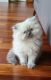 Himalayan Cats for sale in Fort Myers, FL, USA. price: NA