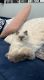 Himalayan Cats for sale in 2249 Farm View Ct, Toledo, OH 43615, USA. price: $2,500