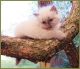 Himalayan Cats for sale in Ocala, FL, USA. price: $1,500