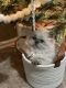 Himalayan Cats for sale in Plano, TX, USA. price: $850