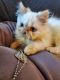 Himalayan Cats for sale in Providence, RI, USA. price: NA