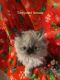 Himalayan Cats for sale in Altoona, PA, USA. price: $800