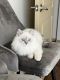Himalayan Cats for sale in Vero Beach, FL 32962, USA. price: $1,000