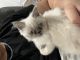 Himalayan Cats for sale in Chicago, IL 60632, USA. price: $600