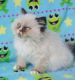 Himalayan Cats for sale in Orange Park, FL 32073, USA. price: $700