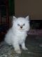 Himalayan Cats for sale in Faridabad, Haryana, India. price: 16000 INR