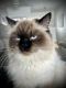 Himalayan Cats for sale in Winnebago, IL 61088, USA. price: $1,000