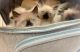 Himalayan Cats for sale in St. Petersburg, FL 33702, USA. price: $550