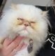 Himalayan Cats for sale in 6 Clearwater Ct, Streamwood, IL 60107, USA. price: $650
