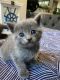 Himalayan Cats for sale in Menifee, CA 92584, USA. price: $80