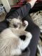 Himalayan Cats for sale in Barrington, IL 60010, USA. price: $300