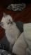 Himalayan Cats for sale in Akron, OH, USA. price: NA
