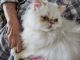 Himalayan Cats for sale in Canadensis, Barrett Township, PA, USA. price: NA