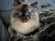 Himalayan Cats for sale in River Edge, NJ, USA. price: NA