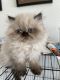 Himalayan Cats for sale in Venice, FL, USA. price: $1,200